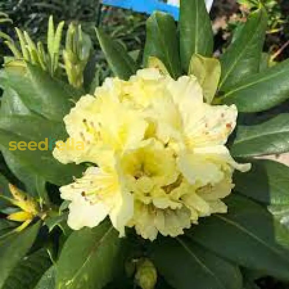 Buy Rhododendron Yellow Flower Seeds - Perfect for Planting in Your Garden