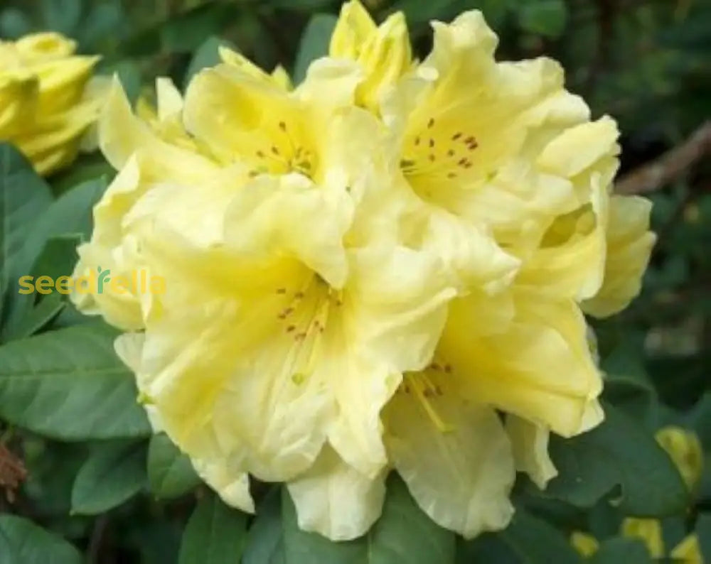 Buy Rhododendron Yellow Flower Seeds - Perfect for Planting in Your Garden