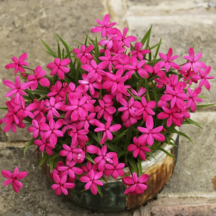 Rhodohypoxis Flower seeds for Planting - Hardy Variety, Heirloom & GMO Free Seeds for Home Garden