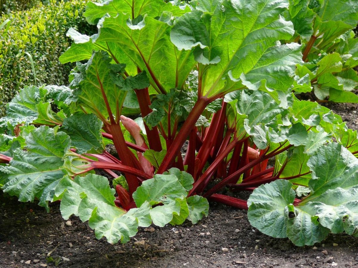 Rhubarb seeds for home garden planting, non-GMO