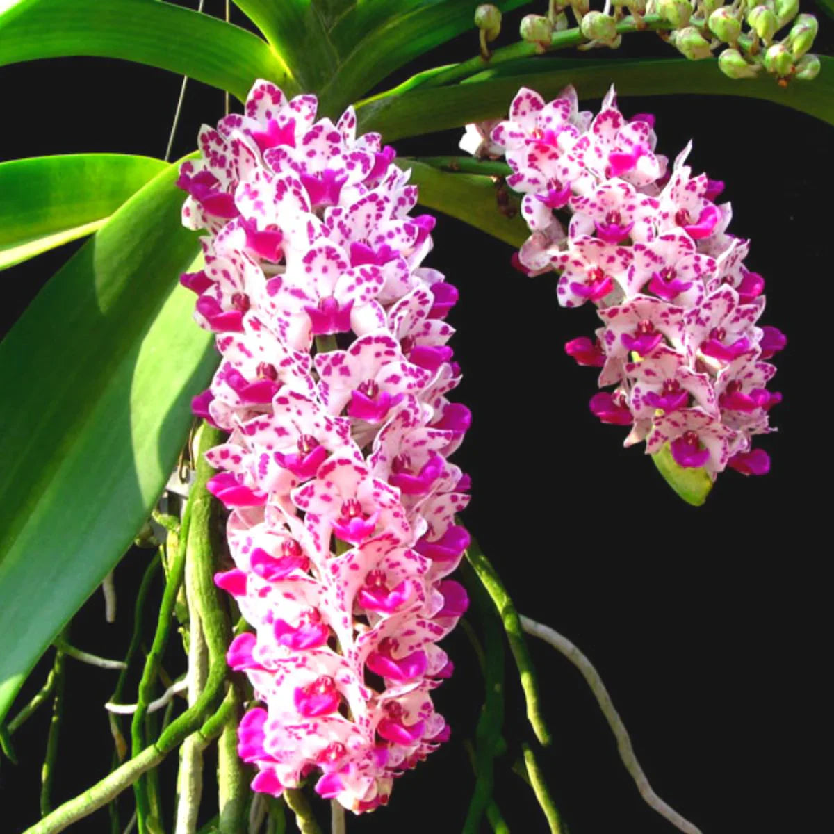 White Violet Cymbidium Flower seeds for Planting - Vibrant Colors, Heirloom & GMO Free Seeds for Home Garden