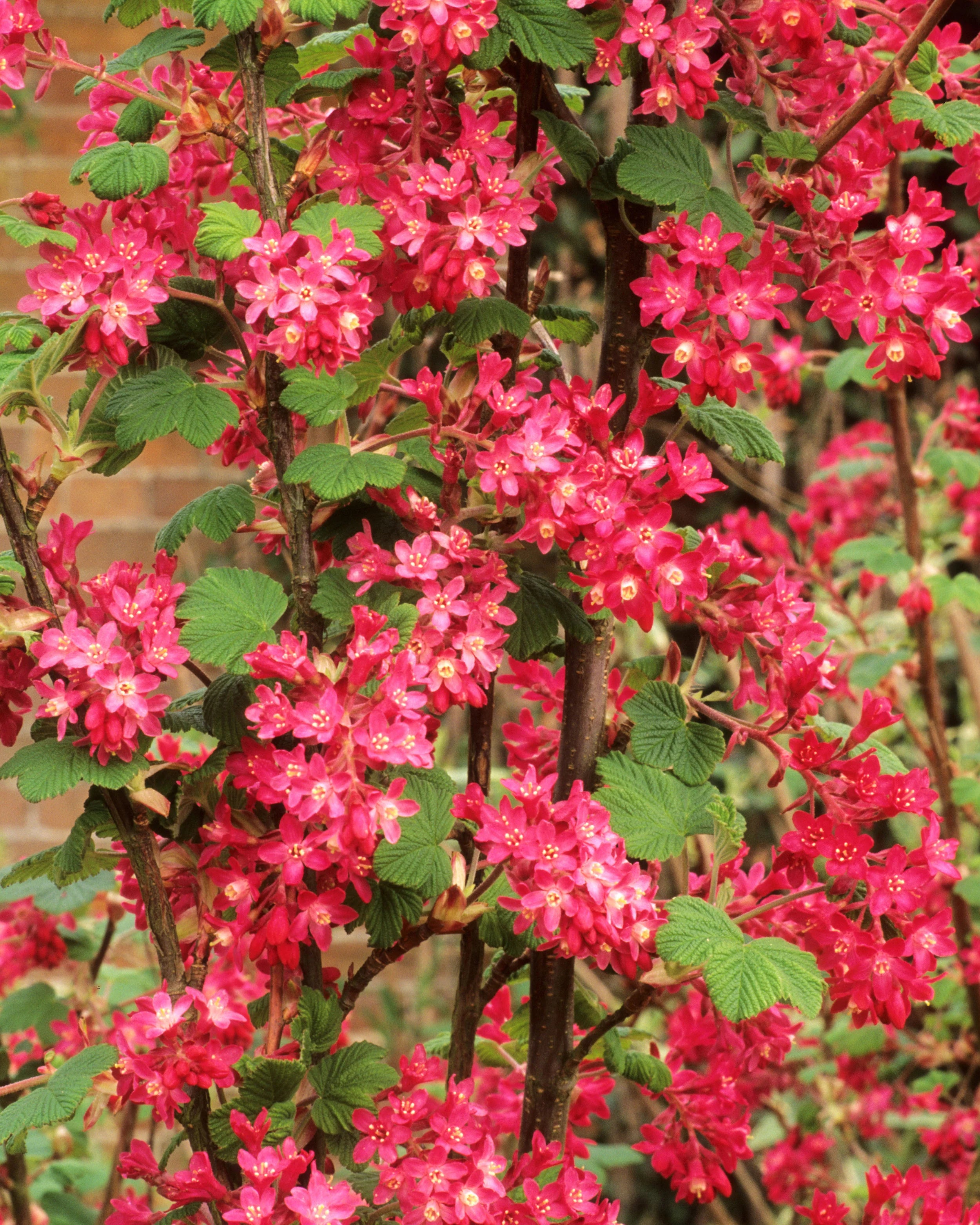 Pink Ribes Sanguineum Flower seeds for Planting - Perfect for Borders, Heirloom & GMO Free Seeds for Home Garden