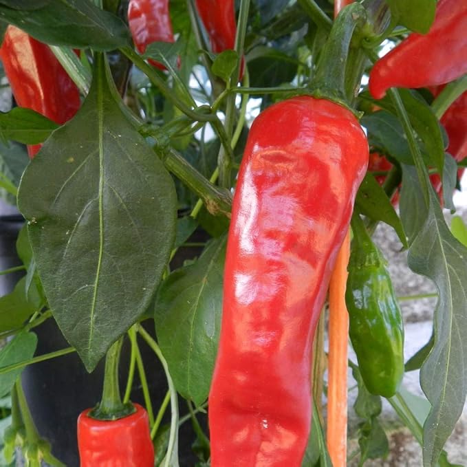 Rich flavor Jim Legacy pepper seeds for garden planting