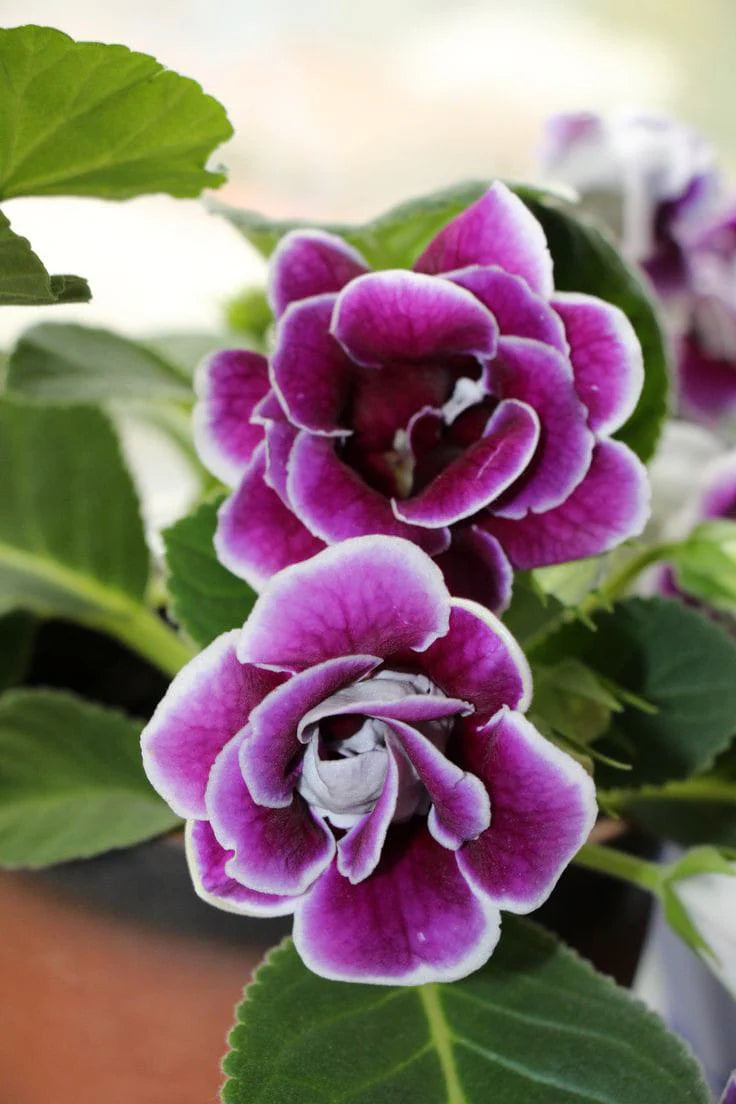 Purple Gloxinia Flower seeds for Planting - Premium Quality, Heirloom & GMO Free Seeds for Home Garden