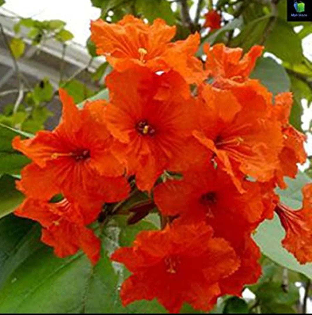 Orange Cordia Sebestena Flower seeds for Planting - Long Bloom Season, Heirloom & GMO Free Seeds for Home Garden
