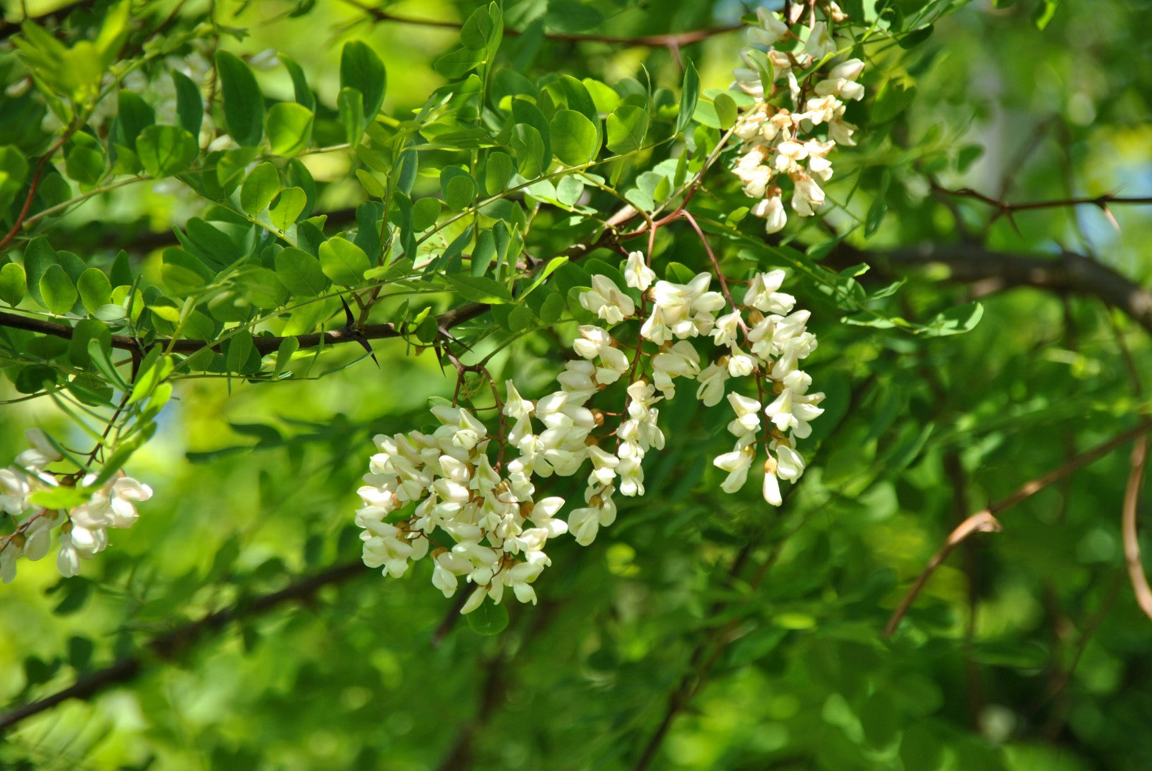 Light Green Acacia Flower Seeds for Planting Drought Tolerant Heirloom & GMO Free Seeds for Home Garden
 
 Sale