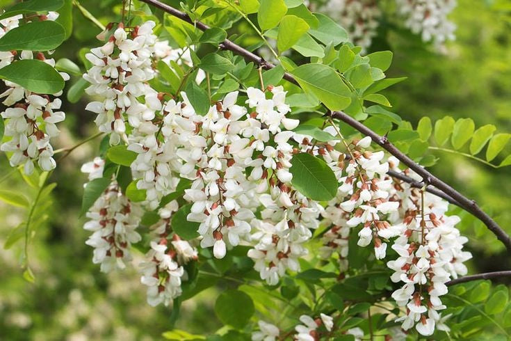 Robinia tree adding elegance to garden landscape