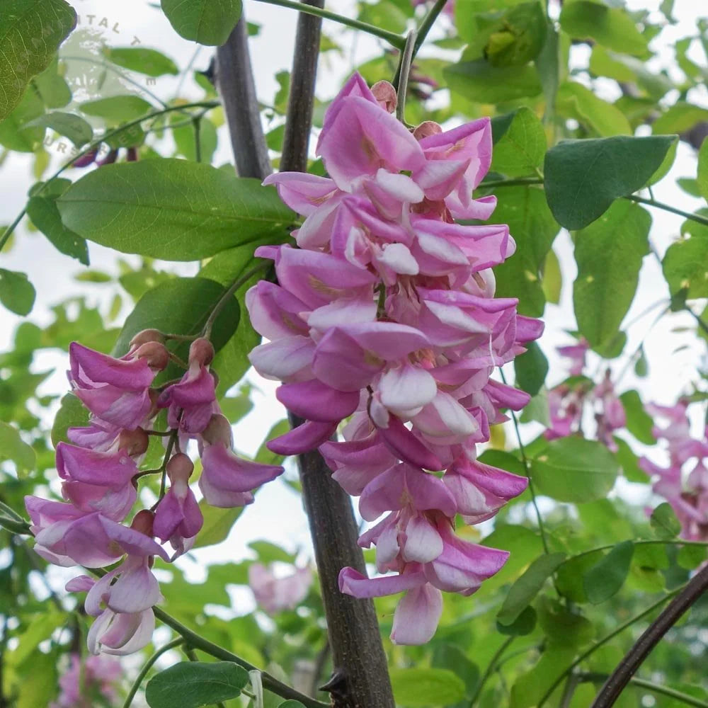 Pink Mix Acacia Perennial Flower Seeds for Planting Cottage Garden Essential Heirloom & GMO Free Seeds for Home Garden
 
 Sale
