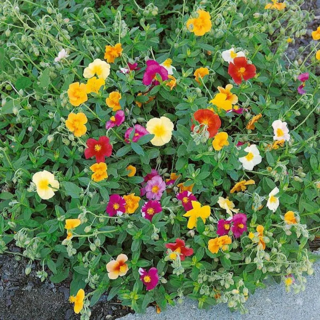 Mixed Helianthemum Mutabile Flower Planting Seeds  Bright & Colorful Annuals for Your Garden - Evergrowseeds
