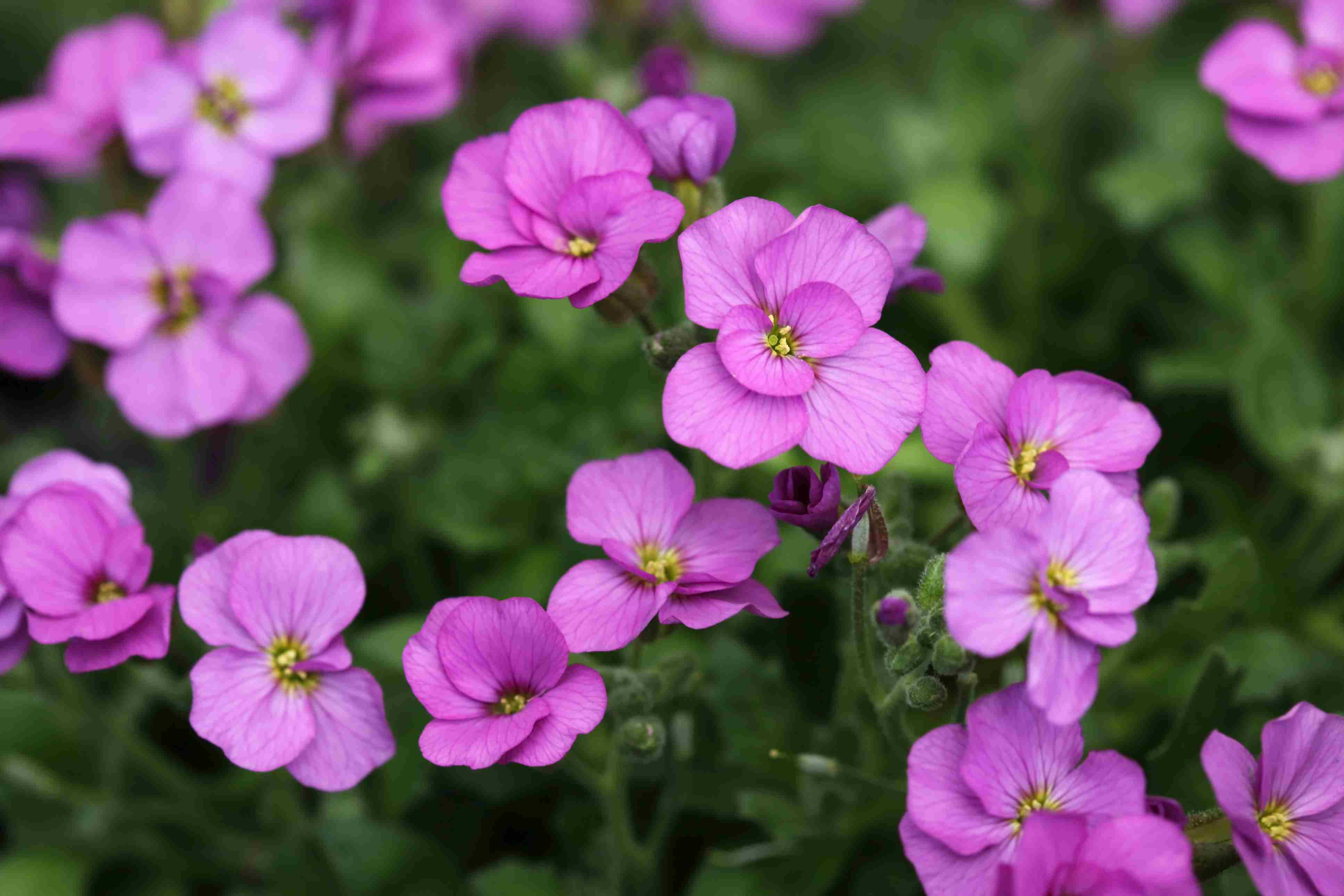 Cress Perennial Flower seeds for Planting - Easy to Grow, Heirloom & GMO Free Seeds for Home Garden