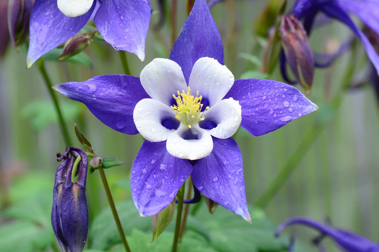 Blue Aquilegia Flower seeds for Planting - Compact Growth, Heirloom & GMO Free Seeds for Home Garden