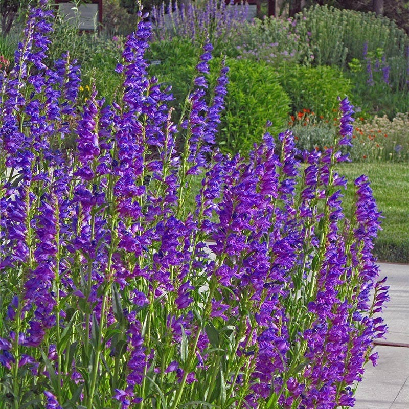 Blue Penstemon Flower seeds for Planting - Pollinator Friendly, Heirloom & GMO Free Seeds for Home Garden