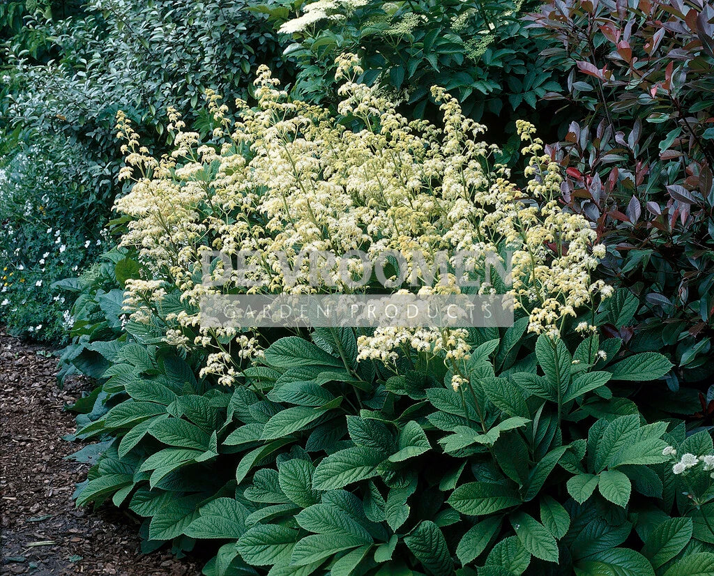 Yellow Rodgersia Seeds for Planting
