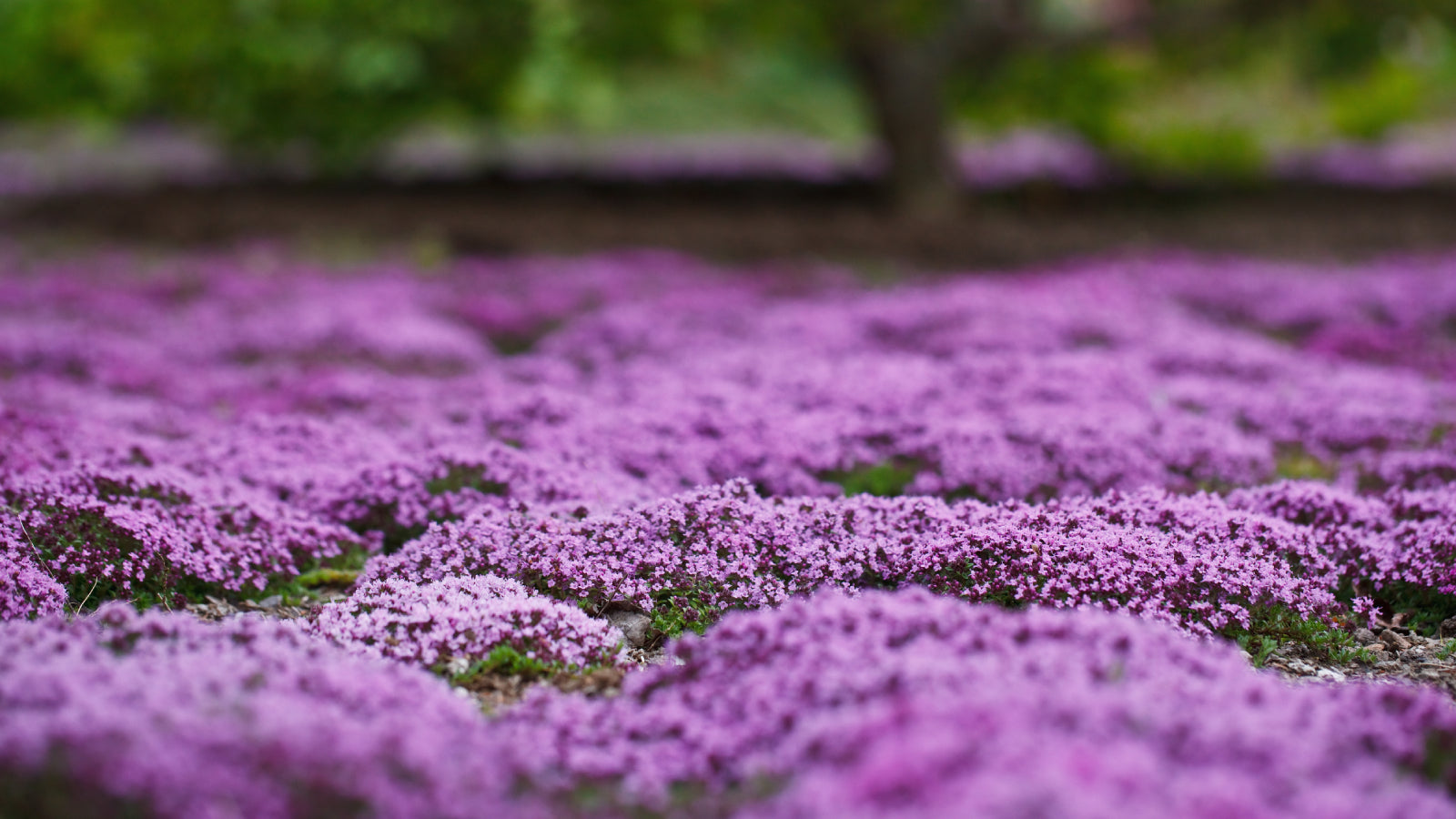 Evergrowseeds Elfin Thyme herb seeds, fragrant low-growing ground cover with tiny green leaves, ideal for herb gardens and landscaping.