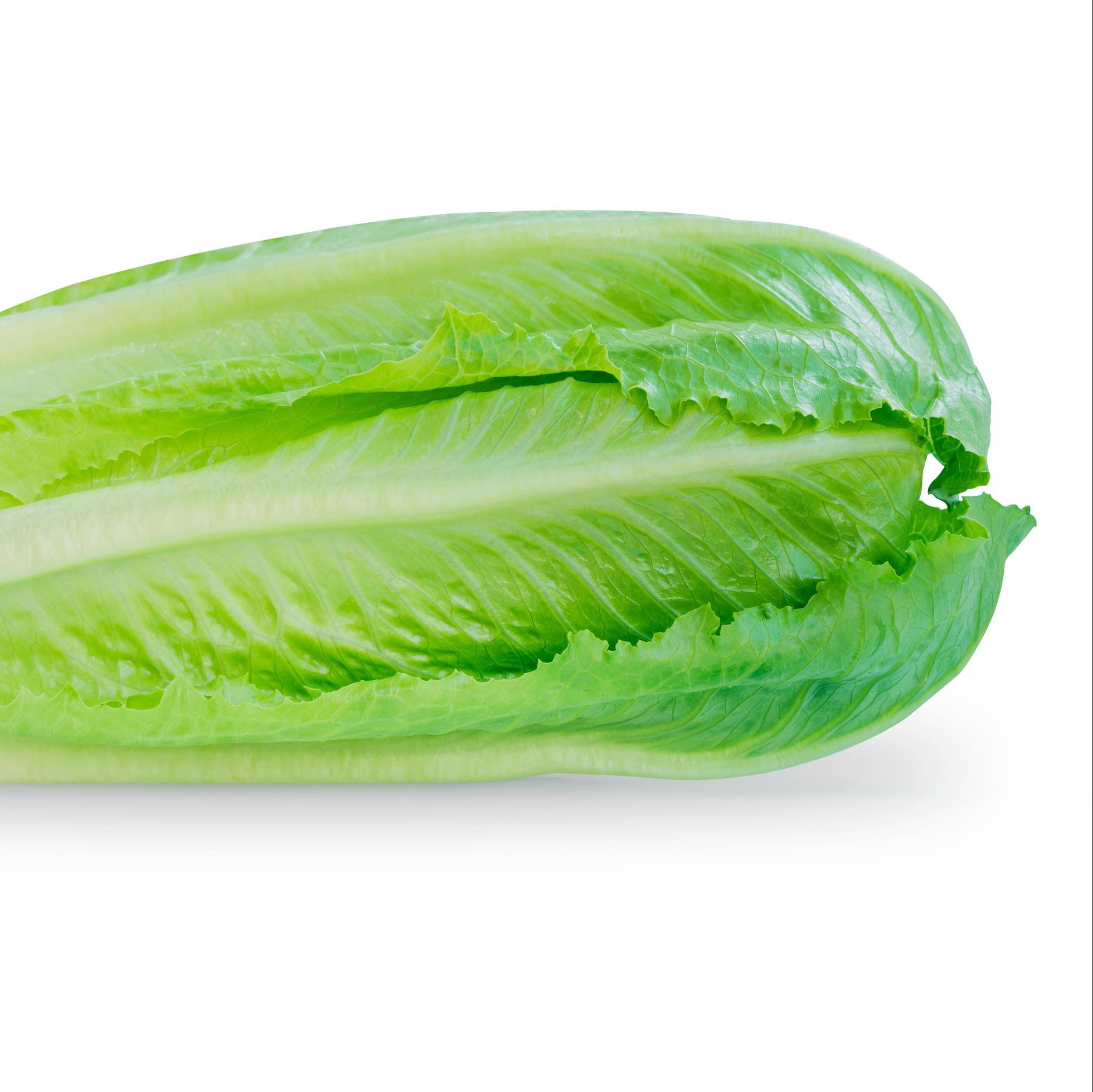 Butterhead Lettuce Seeds – Tender and Sweet Variety for Kitchens