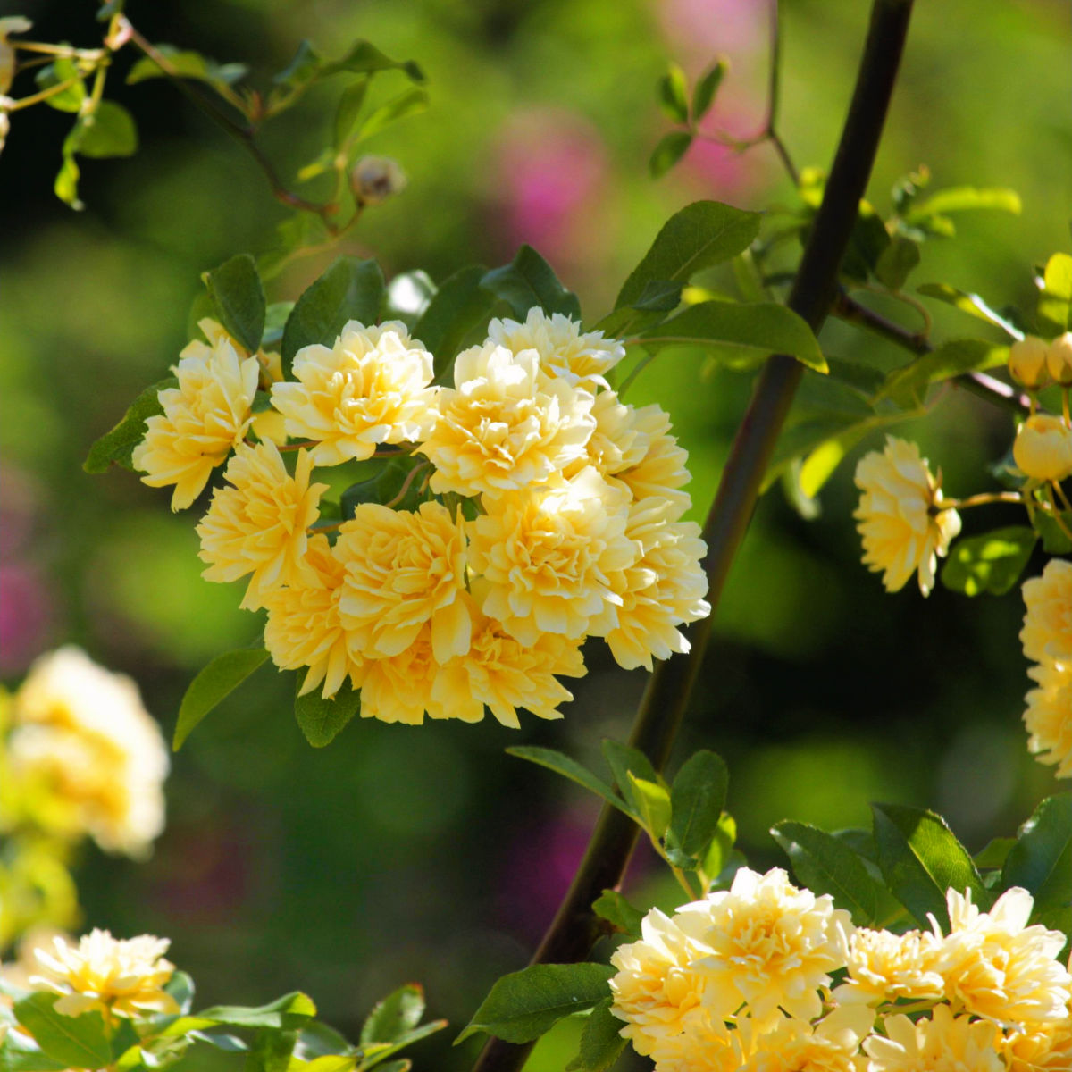 Rosa Banksiae Flower Seeds for Planting