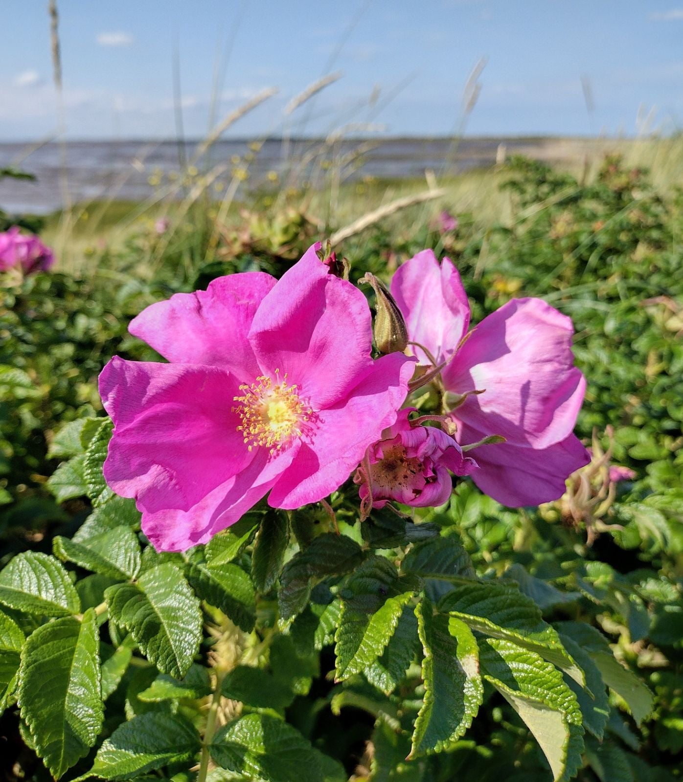 Pink Rugosa Rose Flower seeds for Planting - Vibrant Colors, Heirloom & GMO Free Seeds for Home Garden