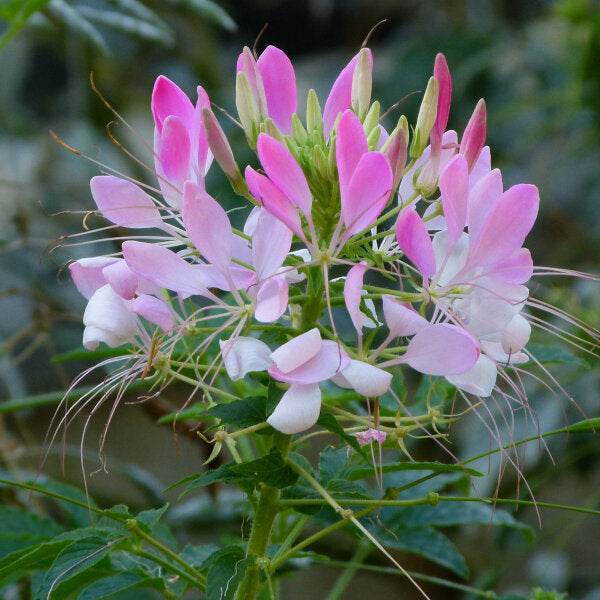 Pink Spiny Spider Flower seeds for Planting - Drought Tolerant, Heirloom & GMO Free Seeds for Home Garden
