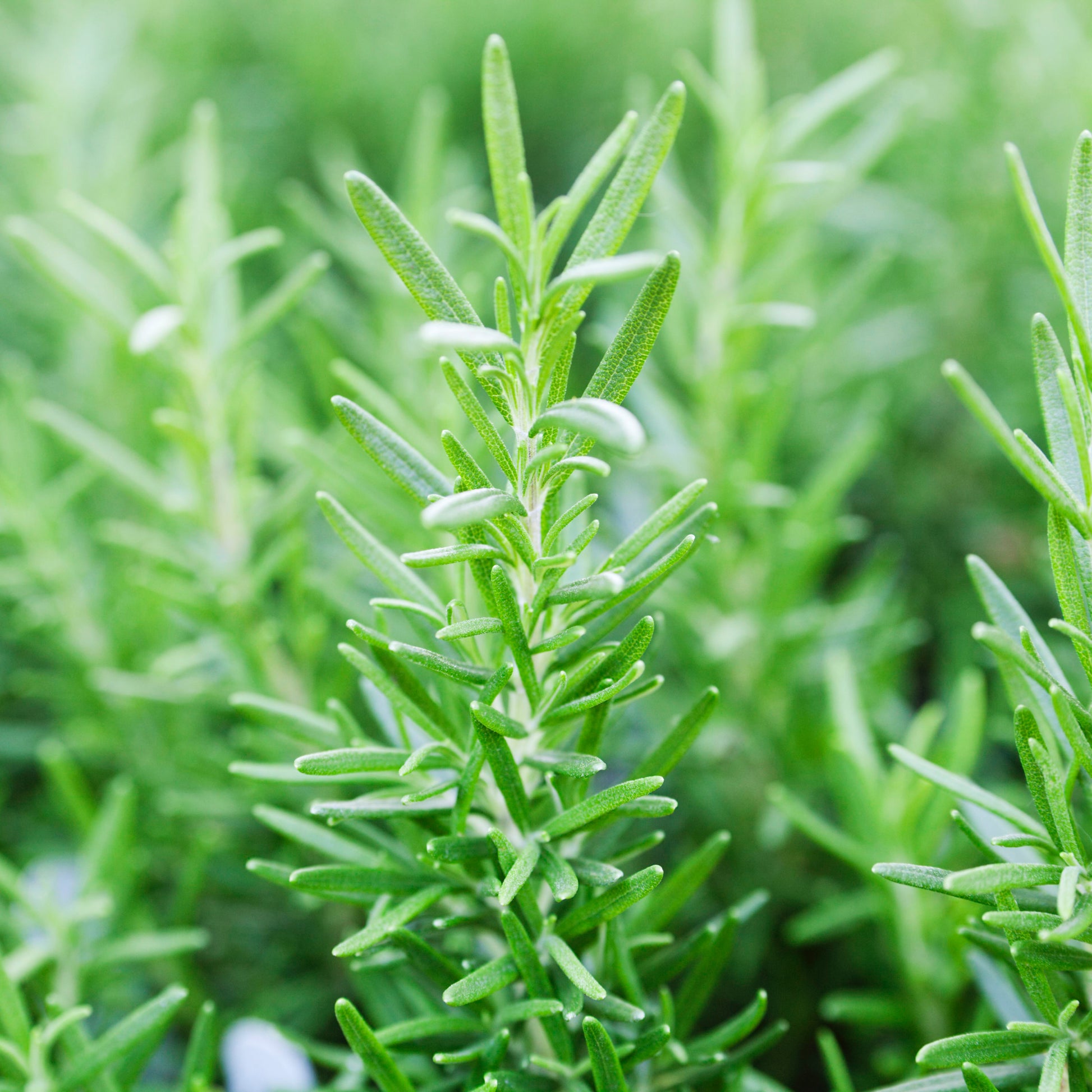 Heirloom Rosemary Seeds – Evergreen Aromatic Plant for Wellness Gardens