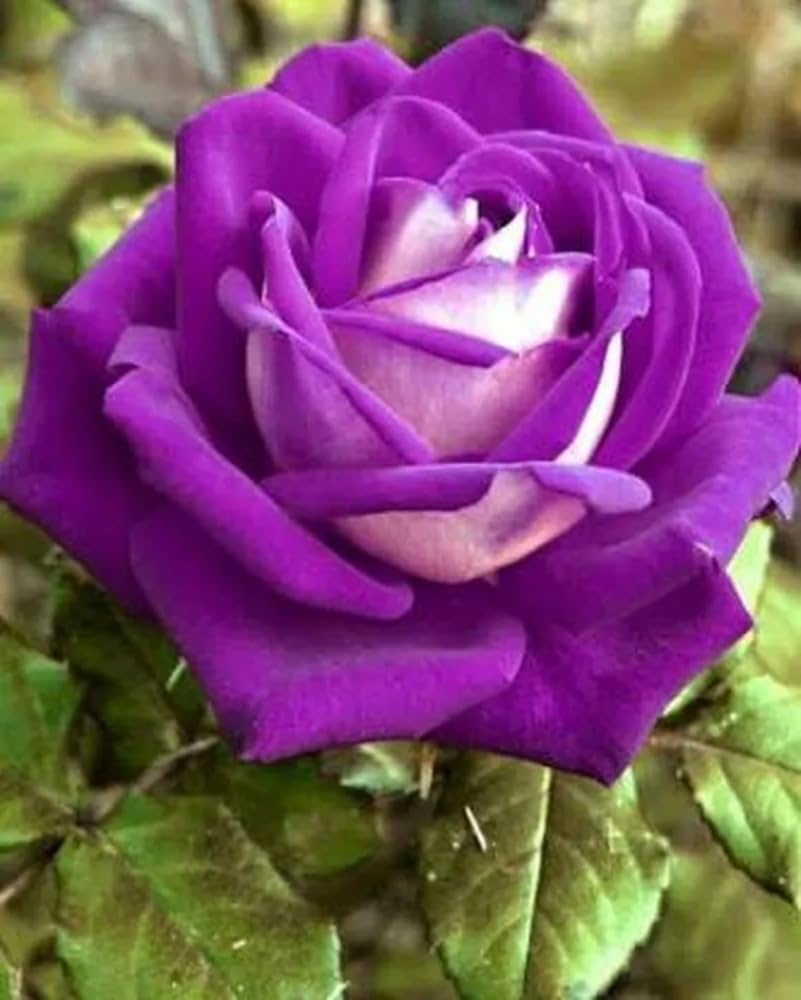 White & Purple Roses growing in container