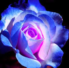 Pink & Blue Rose growing in container