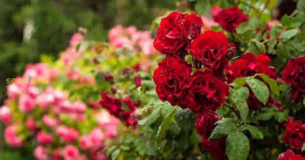 Rose Flower Seeds For Easy Planting - Grow Stunning Blooms At Home