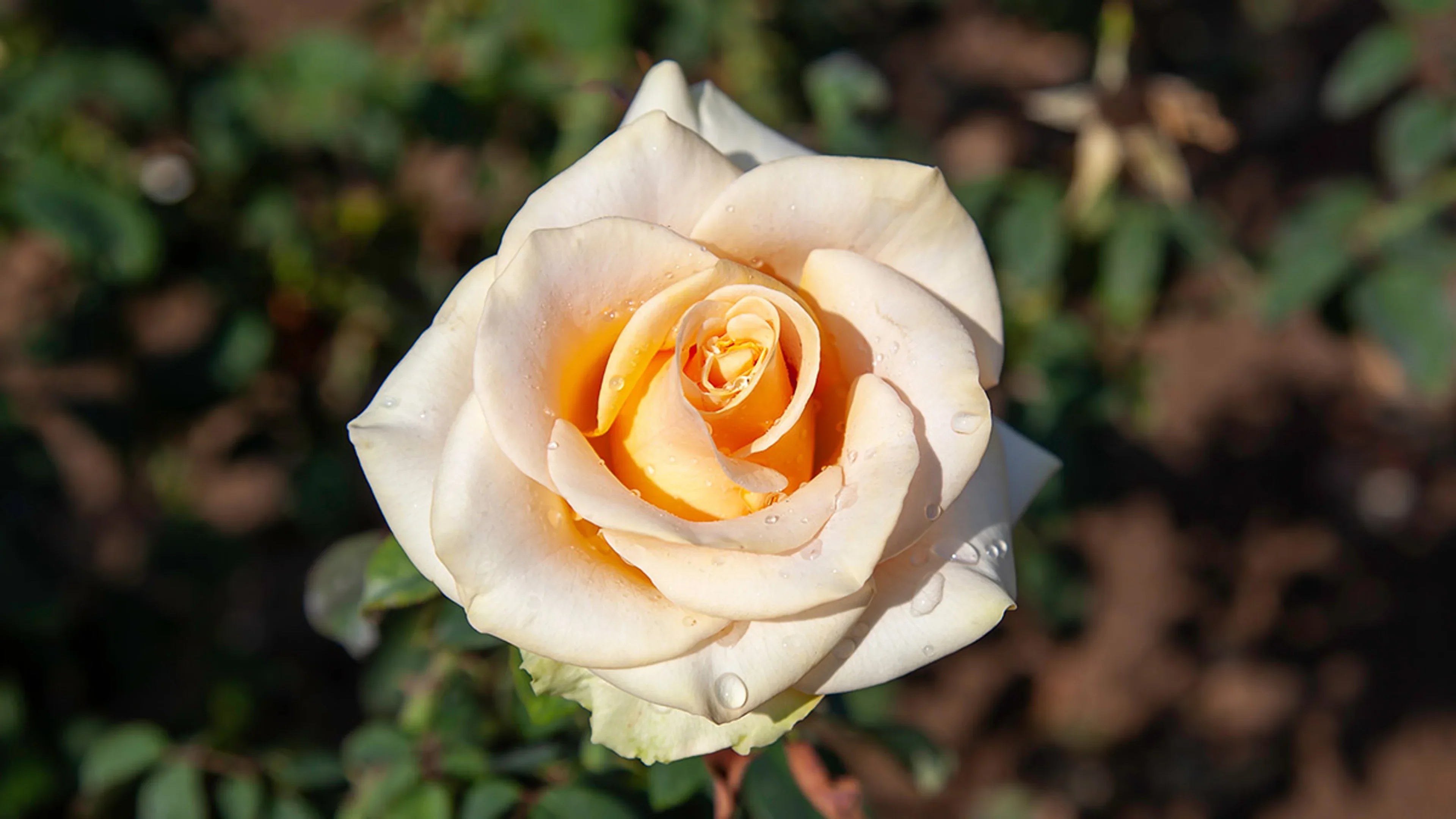 Cream Roses Blooming in Garden Bed