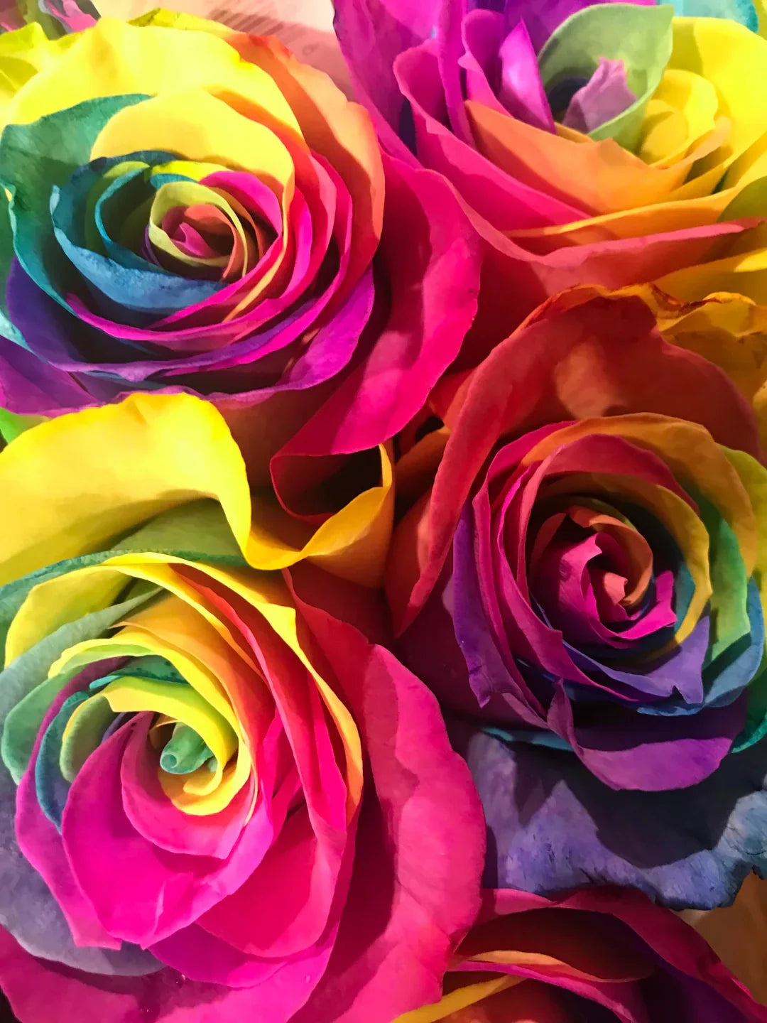 Colorful Rose Garden Landscape with Multi-Color Blooms