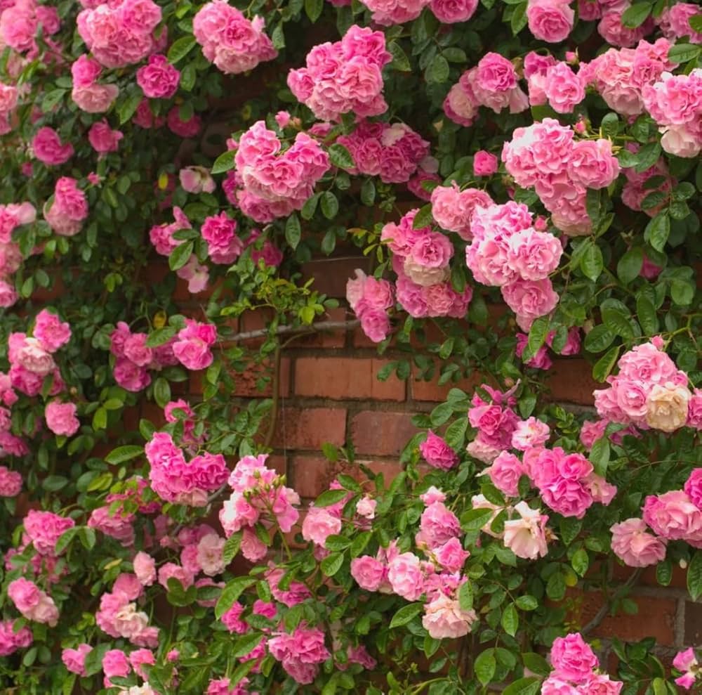 Lonza Gem Rose Plants in Garden