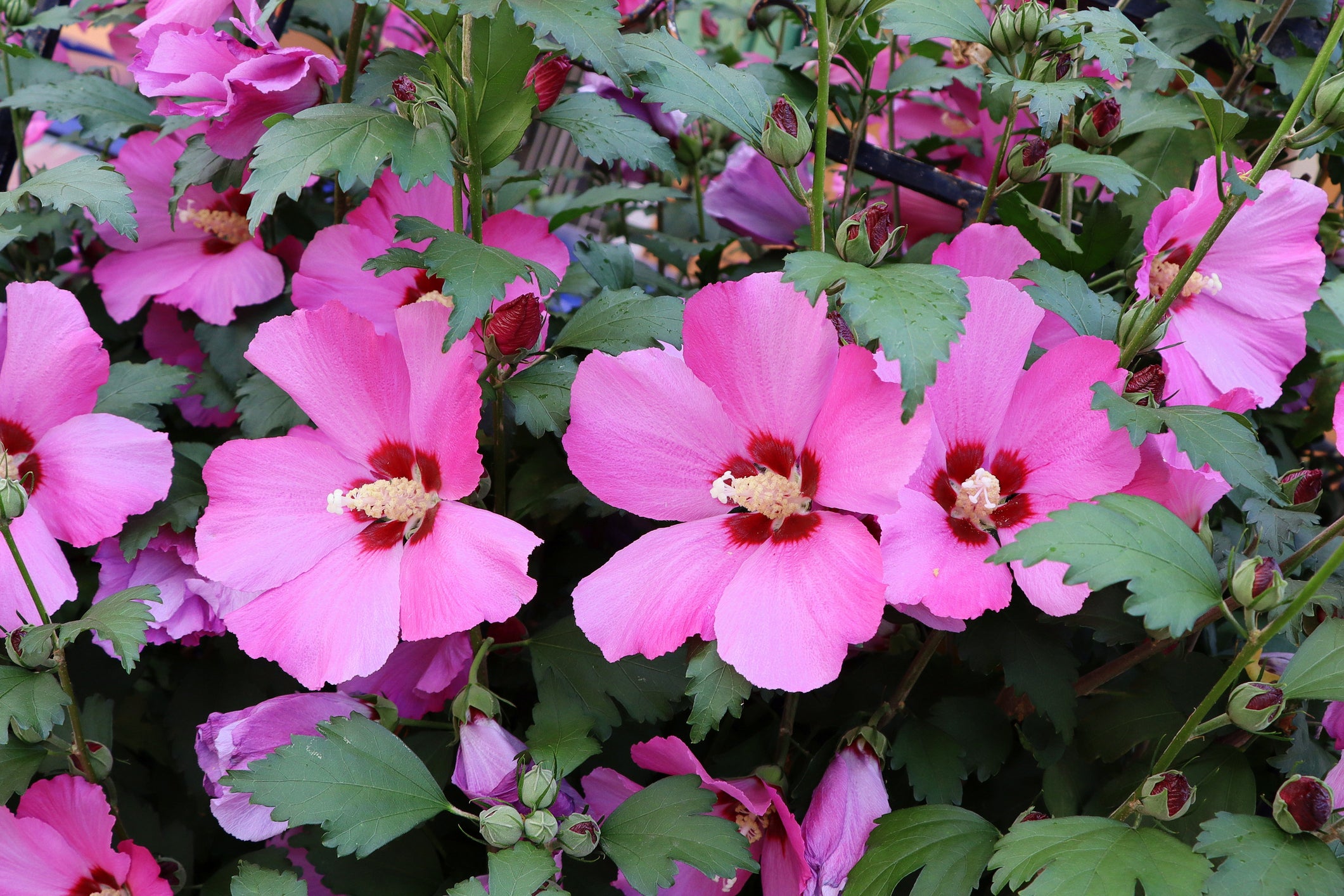 Pink Sharon Flower seeds for Planting - Colorful Display, Heirloom & GMO Free Seeds for Home Garden