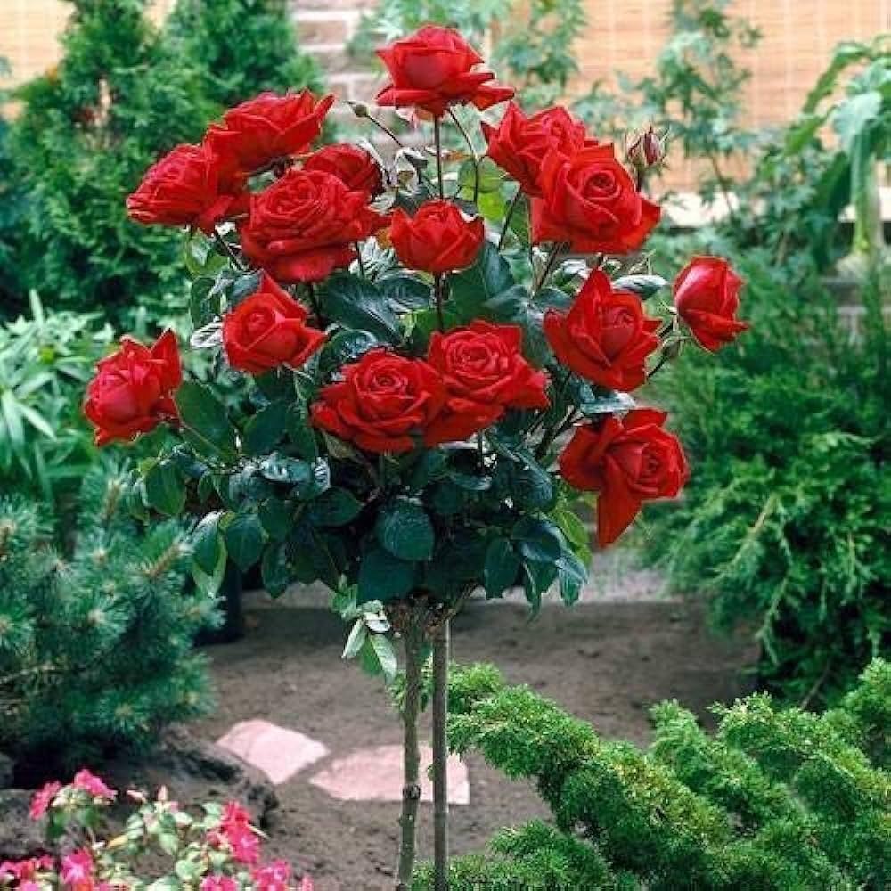 Rose Flower Planting Seeds - Evergrowseeds