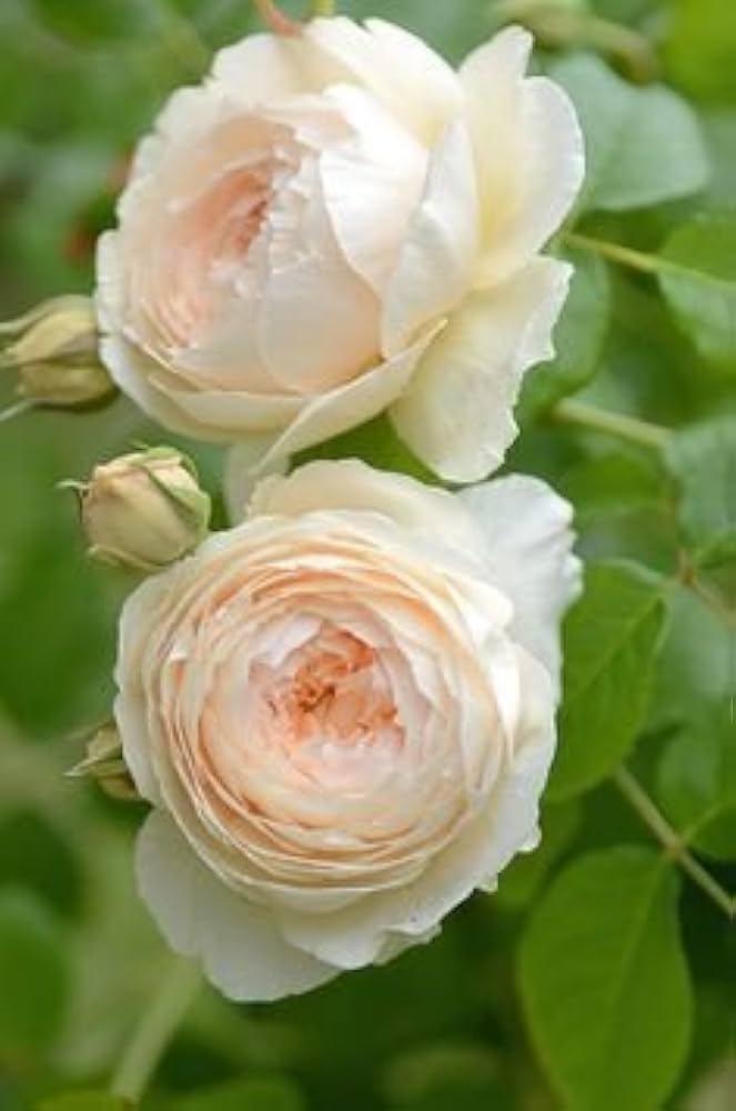 Cream Rose Seedlings Growing from Seeds