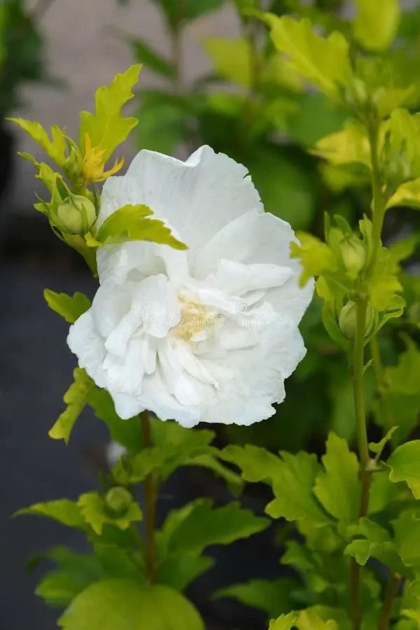 White Sharon Rose Flower seeds for Planting - Colorful Display, Heirloom & GMO Free Seeds for Home Garden