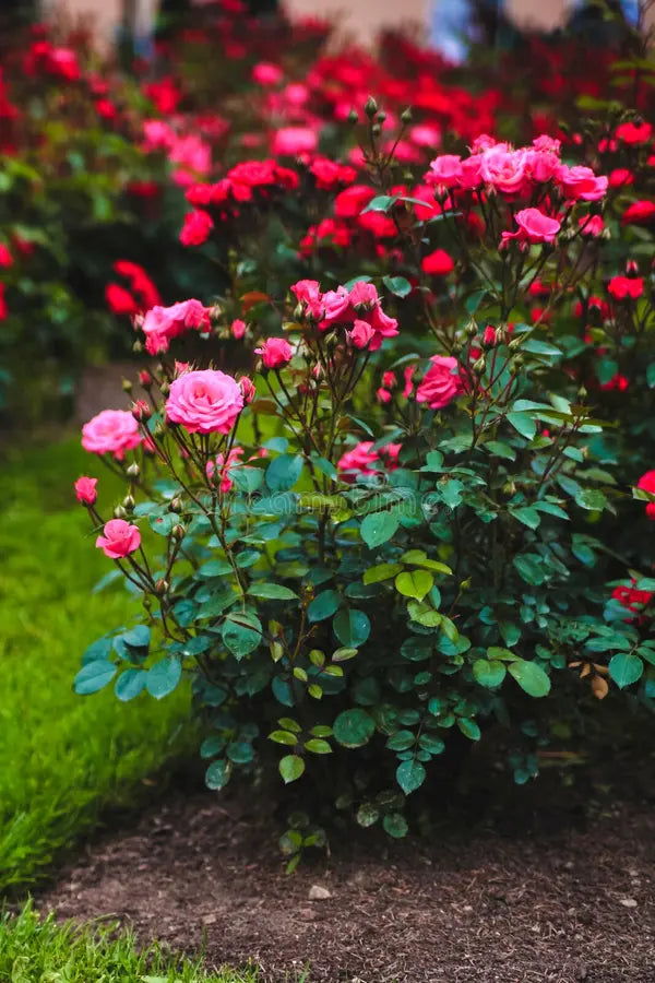 Geranium Pink Flower Planting Seeds for a Vibrant Garden - Evergrowseeds