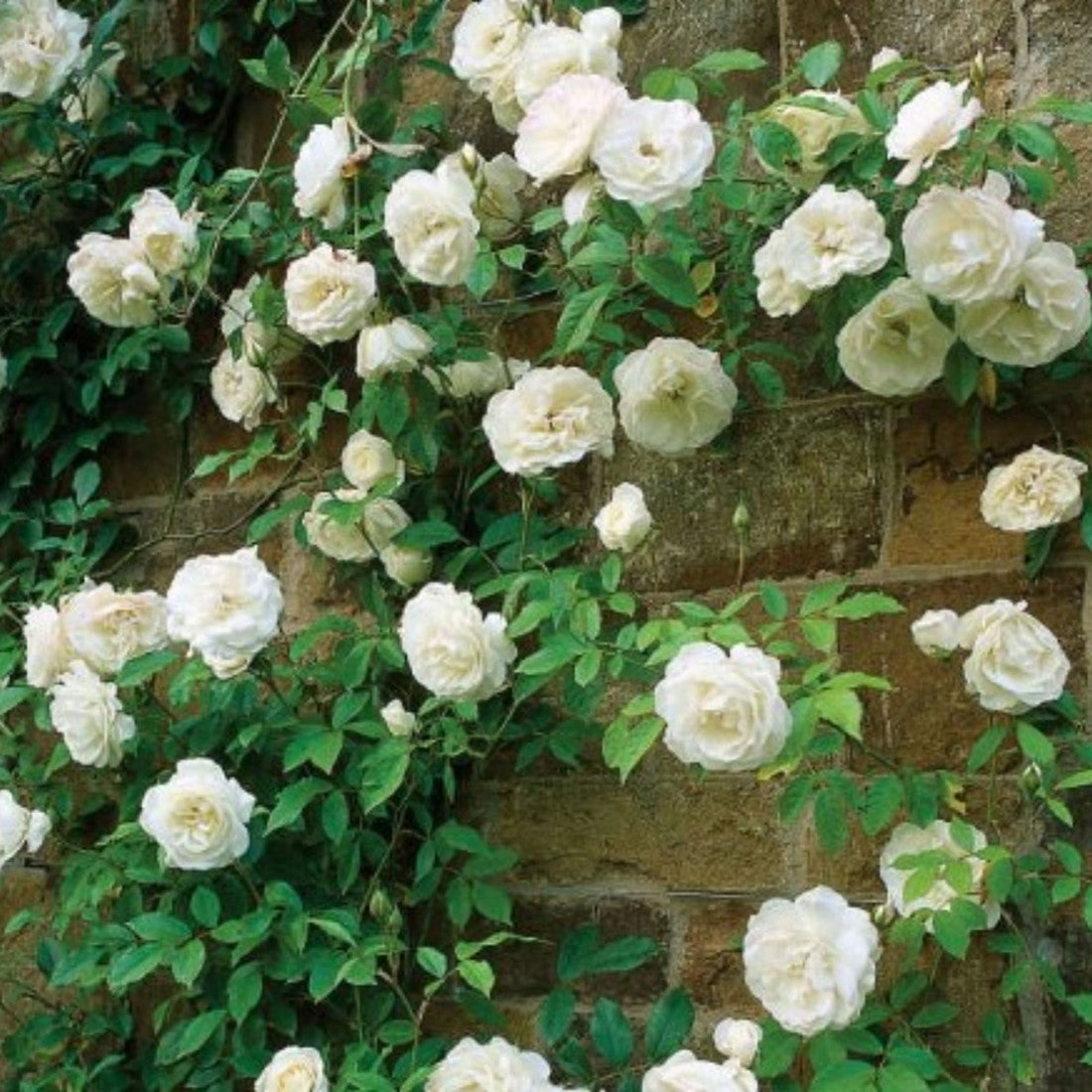 White Climbing Rose Flower Seeds for Planting Cottage Garden Essential Heirloom & GMO Free Seeds for Home Garden  Sale