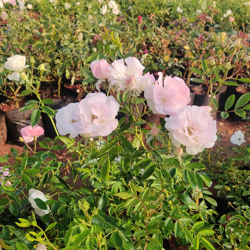 Light Pink Snow Rose Flower Seeds for Planting Colorful Display Heirloom & GMO Free Seeds for Home Garden
 
 Sale