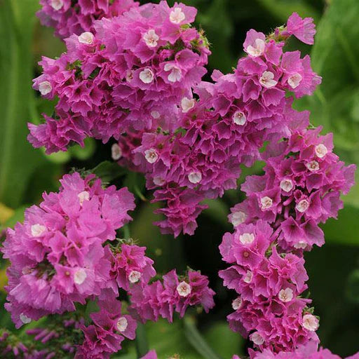 Mixed Bergenia Cordifolia Flower seeds for Planting - Compact Growth, Heirloom & GMO Free Seeds for Home Garden