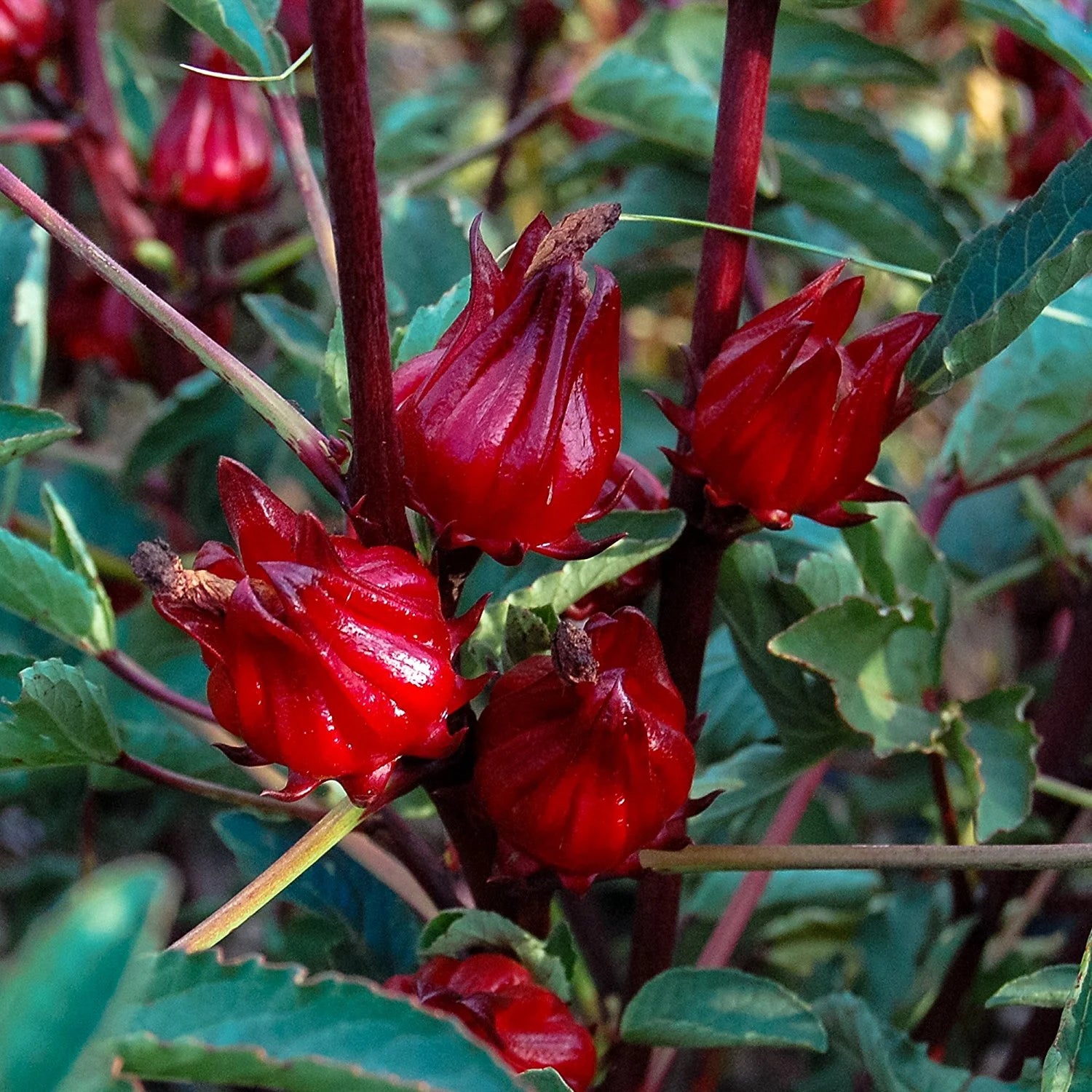 Sorrel Flower Planting Seeds - Grow Fresh Herbs at Home - Evergrowseeds