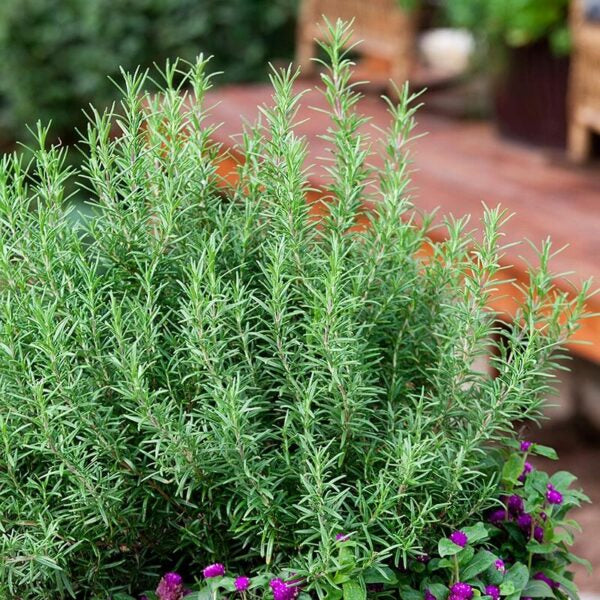 Young Rosemary Seedlings Growing Indoors
