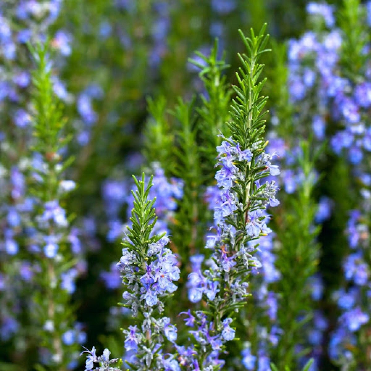 Rosemary Seeds – Organic Non-GMO Aromatic Herb for Home Gardens