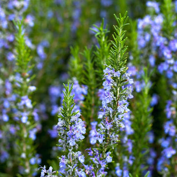 Rosemary Seeds – Organic Non-GMO Aromatic Herb for Home Gardens