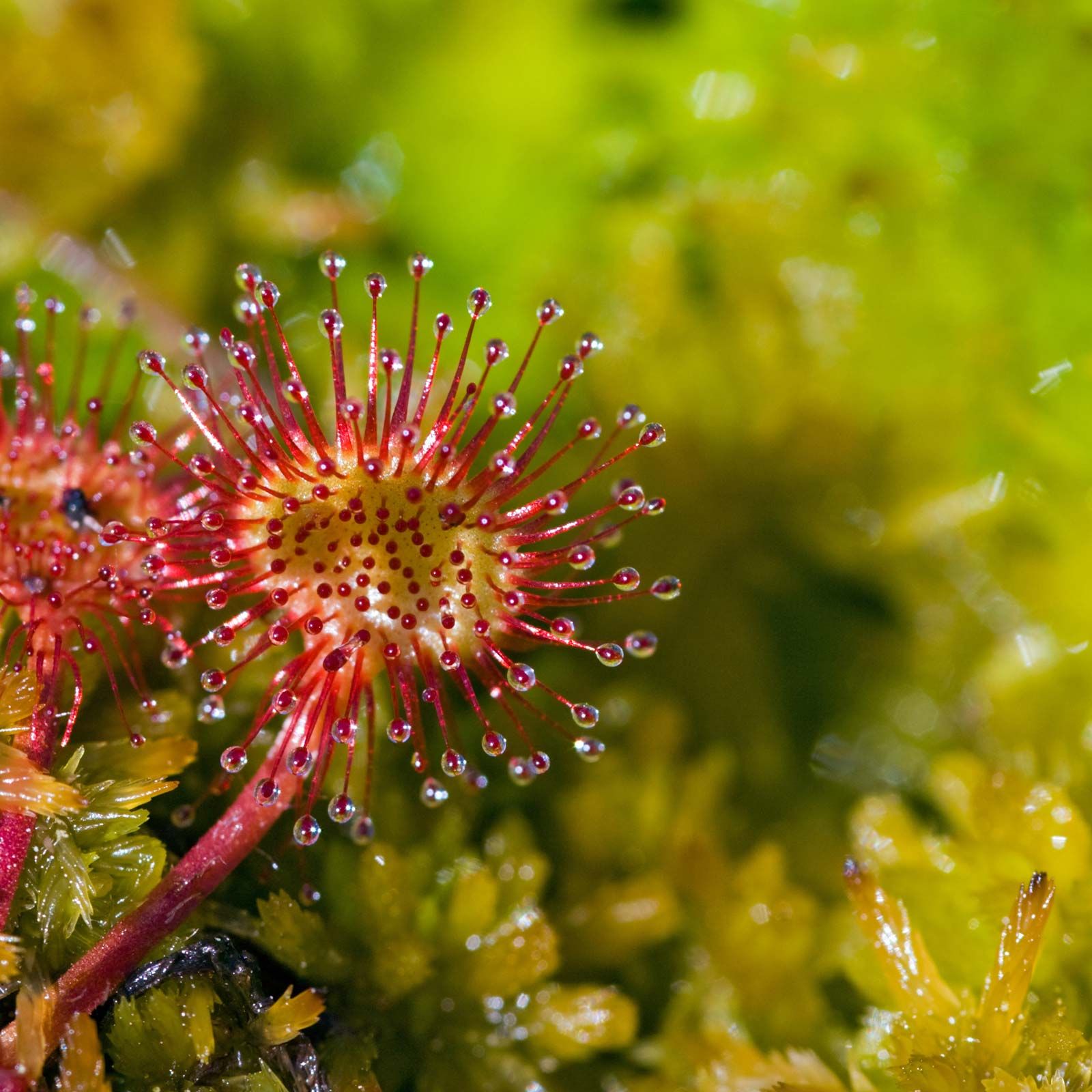 Red Sundew Flower seeds for Planting Shade Tolerant Heirloom & GMO Free Seeds for Home Garden