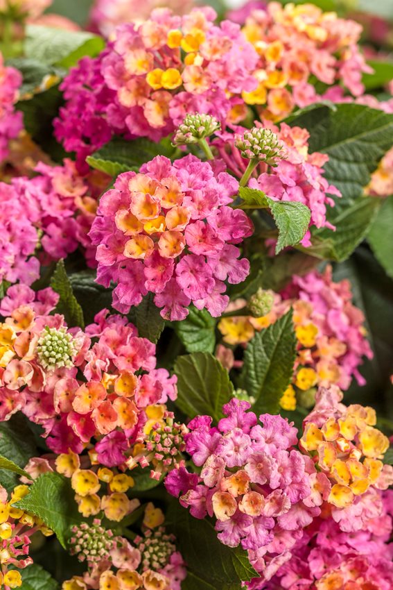 Wandelröschen Flower seeds for Planting - Bright Blooms, Heirloom & GMO Free Seeds for Home Garden