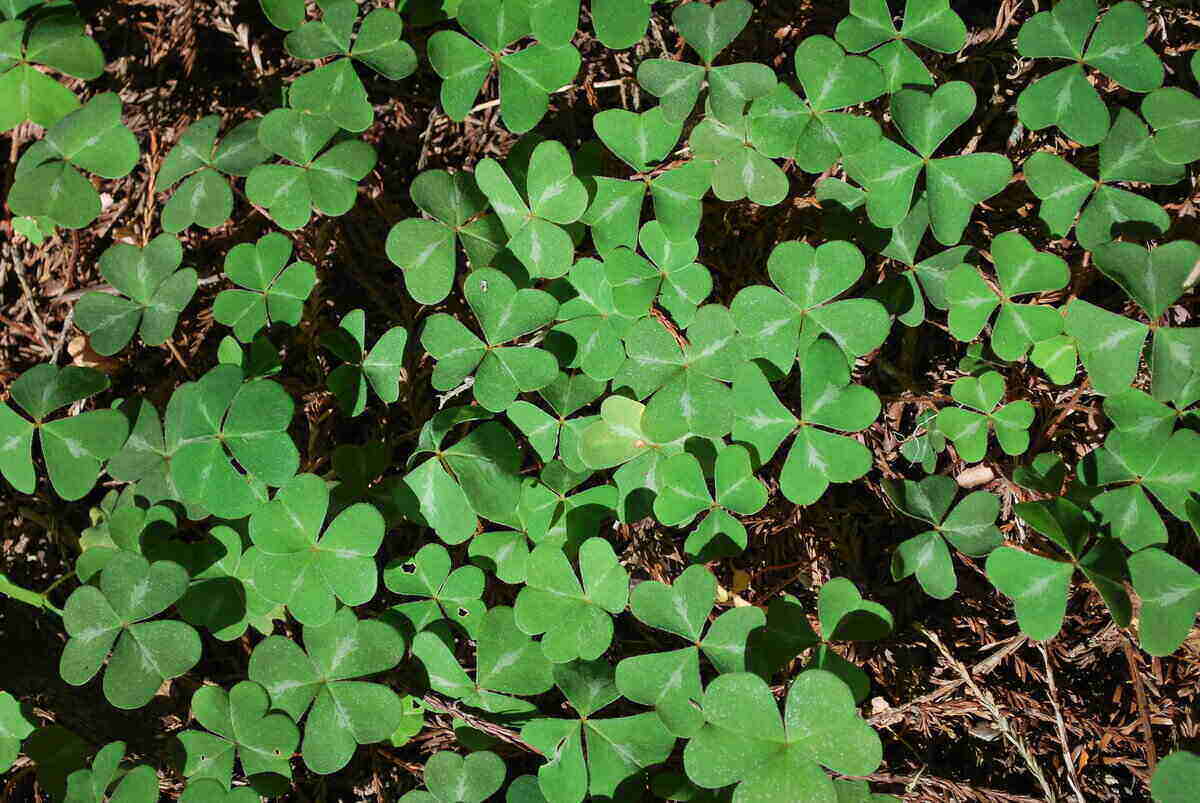 Blue Green Clover Plant Seeds for Easy Planting
