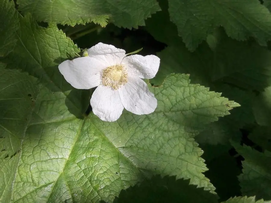 Rubus Parviflorus Seeds for Planting