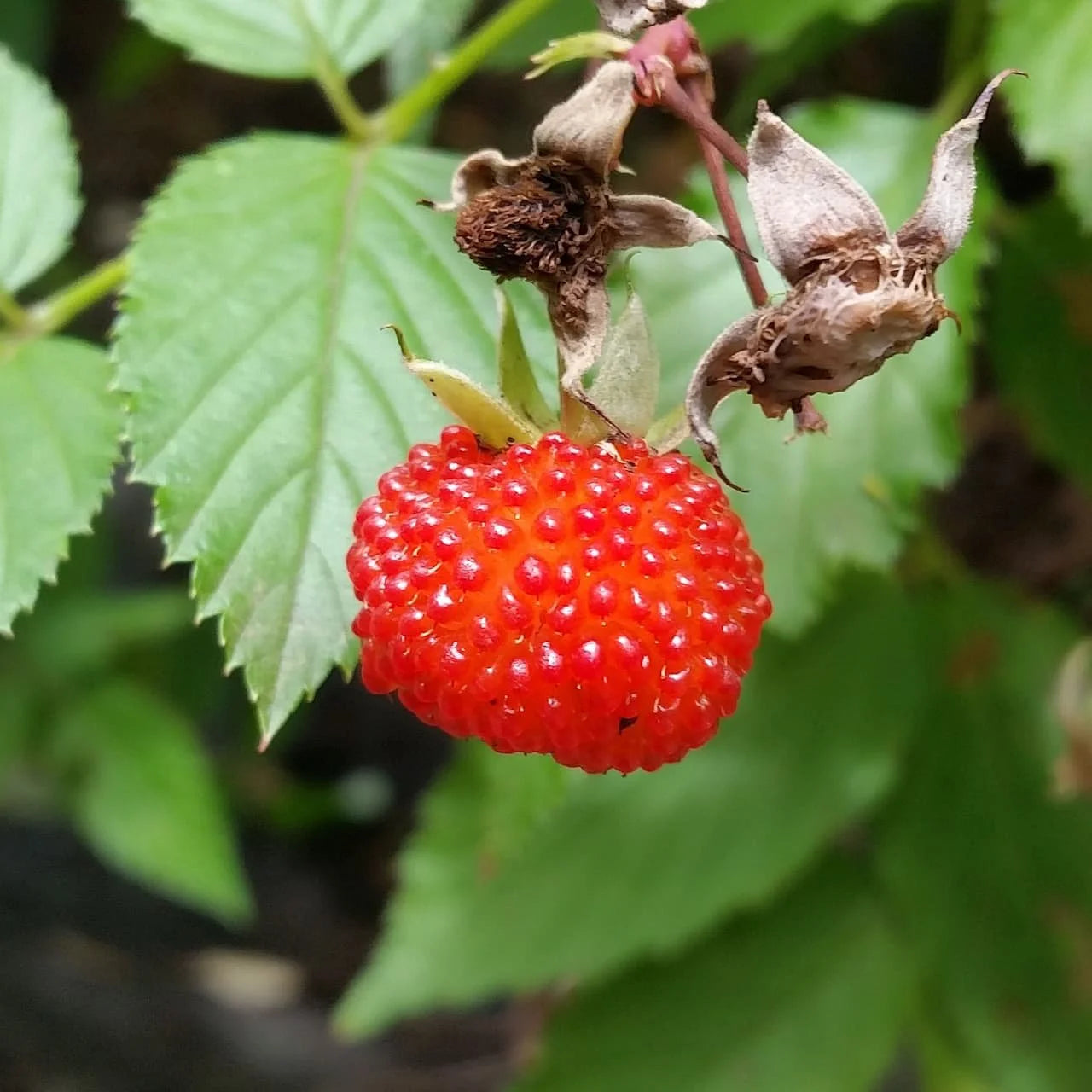 Thimbleberry Rubus Seeds for Easy Planting