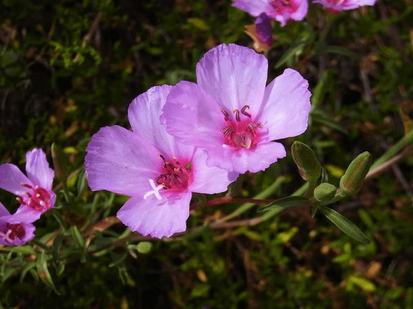 Lavender Clarkia Flower seeds for Planting - Pollinator Friendly, Heirloom & GMO Free Seeds for Home Garden