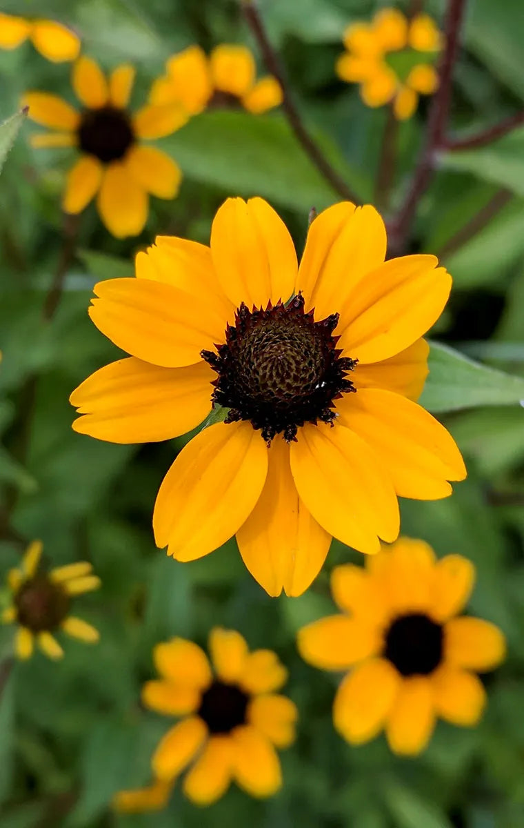 Rudbeckia Triloba Flower seeds for Planting - Wildflower Mix, Heirloom & GMO Free Seeds for Home Garden
