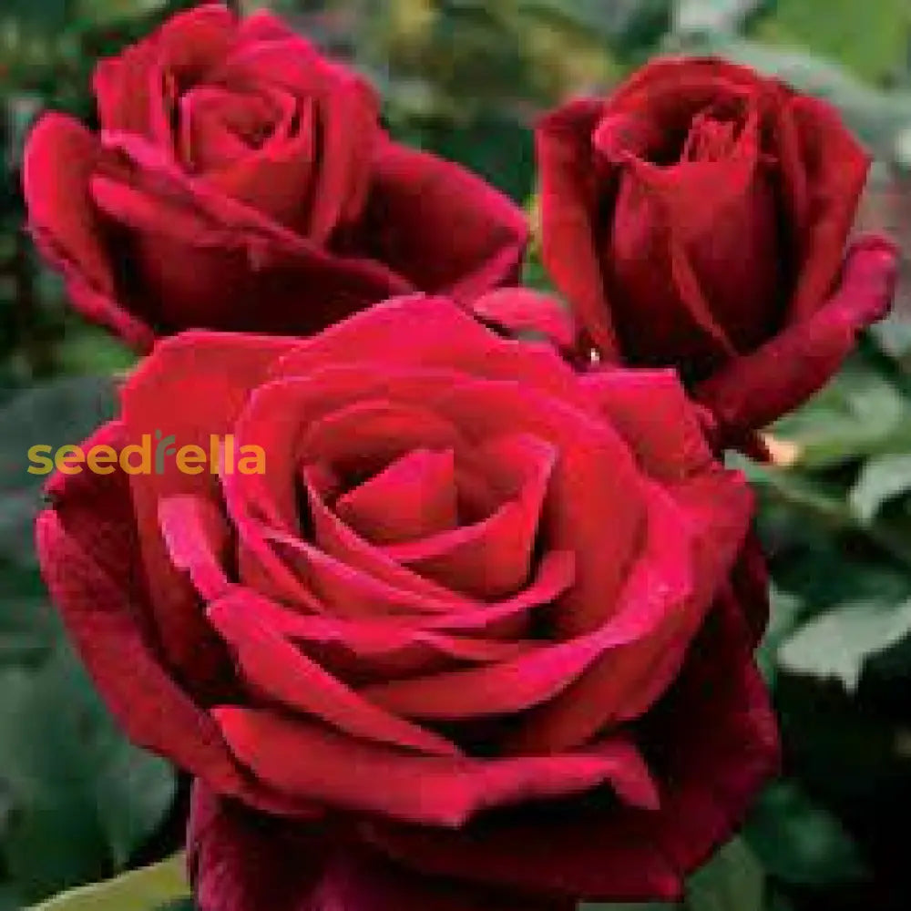 Rugosa Rose Red Flower Seeds For Planting  Vibrant Blooms Your Garden
