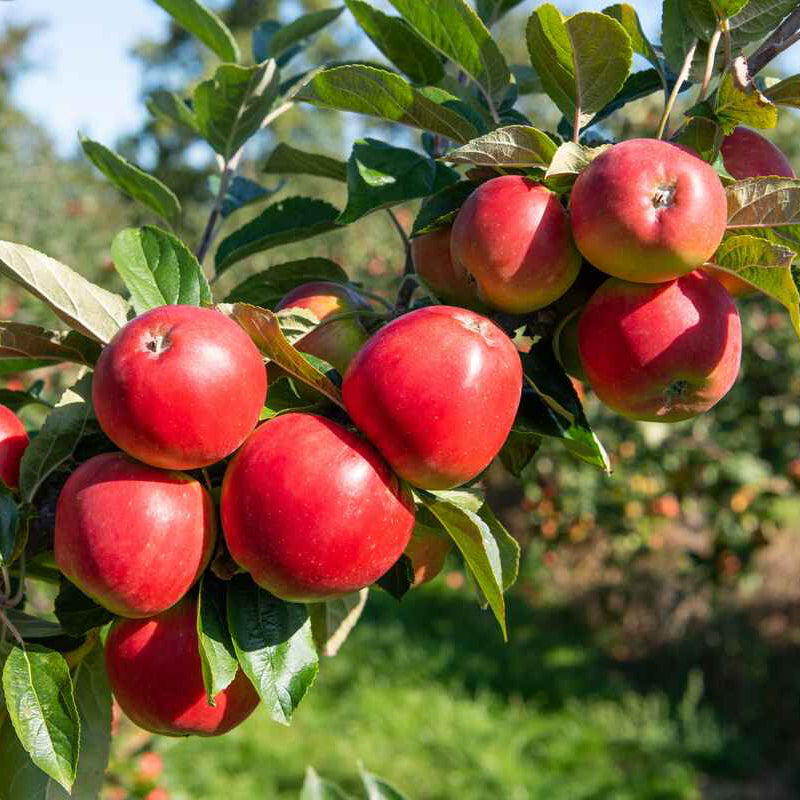 Organic Malus domestica Seeds – Heirloom Fruit Tree Variety